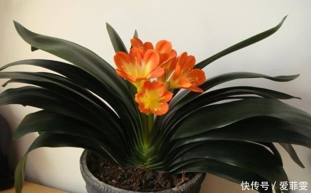 君子兰3年不开花,老婆在盆里埋了一点“它”,花开红火像太阳