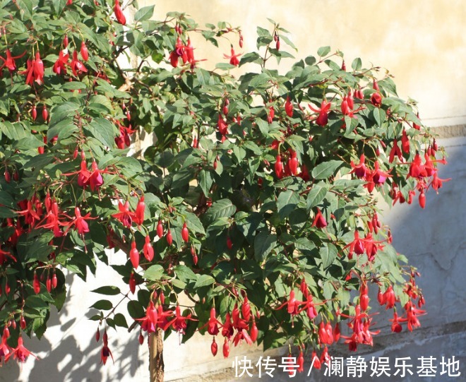 4种花马上要“醒了”,抓住时机“喂饱”它,才能多开花