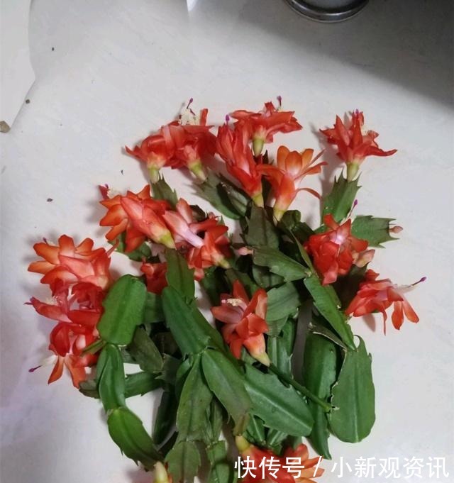 兰花|蟹爪兰花后处理及时“理发”,让它“坐月子”,来年再爆盆!