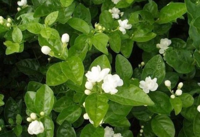 茉莉花|家里孩子怕蚊子叮咬,一旦养上这几种花,蚊子不敢进门,很重要