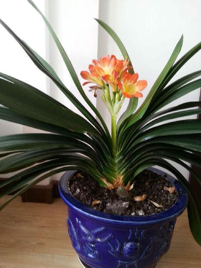 夏天|夏天怎么给君子兰“浇水”掌握3个技巧，不怕烂根，叶片更绿