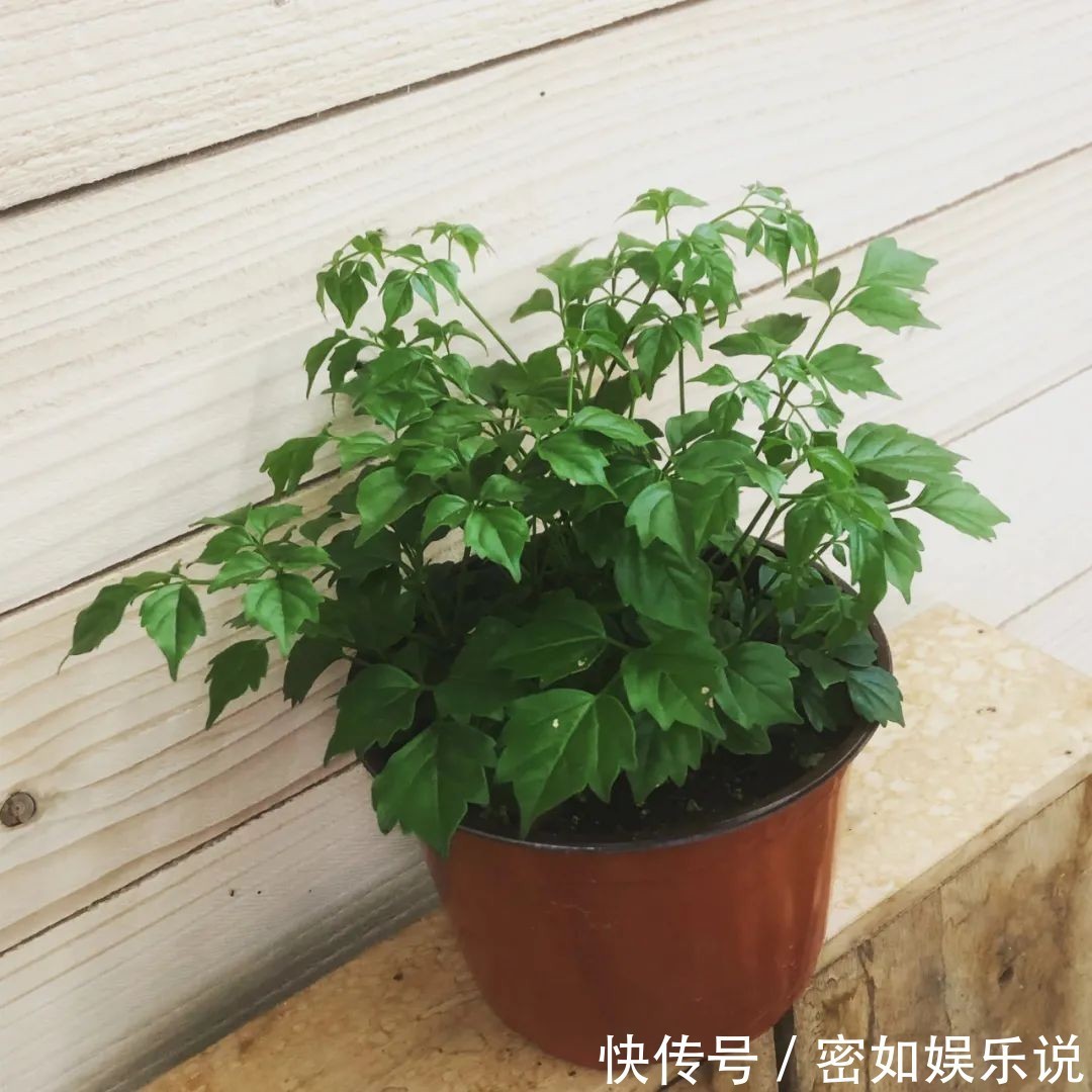 盆景里的镇宅树,桂花树、幸福树、平安树,堪称“吉祥三宝”