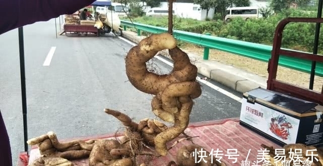 源易缘|第一次见太行山上的野生山药，就是与众不同，不像山药更像根雕