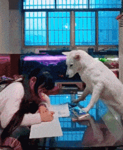 |搞笑GIF:遇到这样的女朋友,权当倒了八辈子的霉