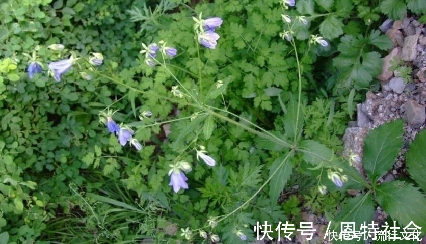 沙参|农民曾把它当“白萝卜”如今价格一斤180元，药用价值非常高