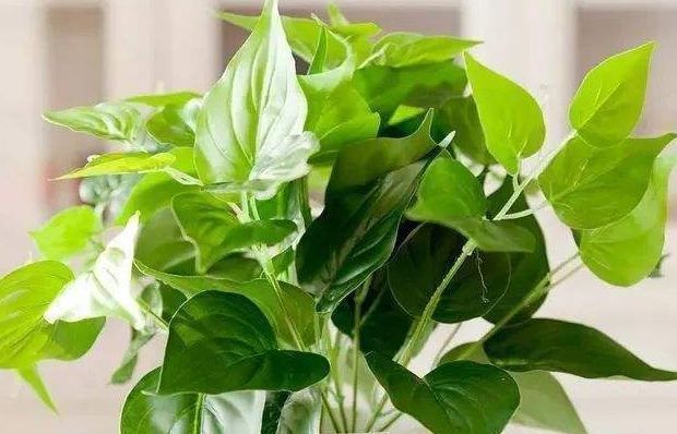 上档次|适合在屋里养的4种花,吉祥又上档次,最重要的是对身体好