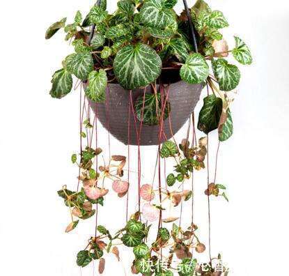 藤本类|五种花挂起来,家里窗帘都省了,天然隔断还有香气