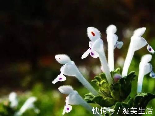 消肿解毒|农村的一种外形奇特的野草,清热利湿、消肿解毒,对高血压有疗效