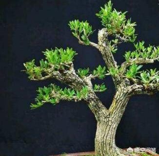 黄杨下山桩怎么浇水？