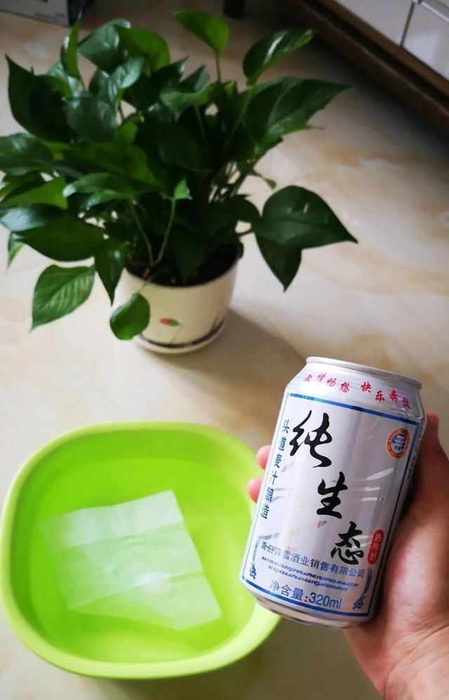 9种花真是老酒鬼，5天一小杯，叶子绿得像打蜡