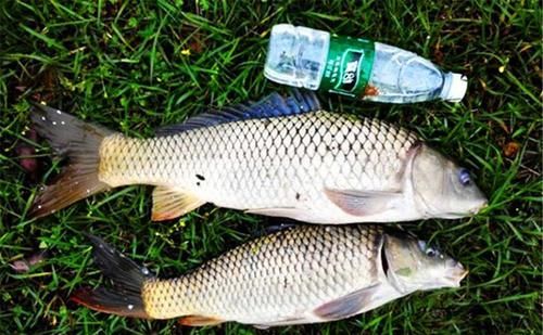 春季钓鲤鱼，这个窝料香味很重，可以试试以下这个窝料配方，钓鲤鱼效果非常好