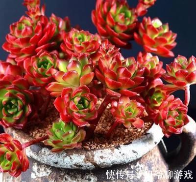 3种“颜值高”的多肉,却“让人欢喜让人优”,别把它们当宝