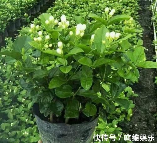 新叶|最厉害的养花营养液,给花喝一勺,四季不黄叶,新叶窜不停!