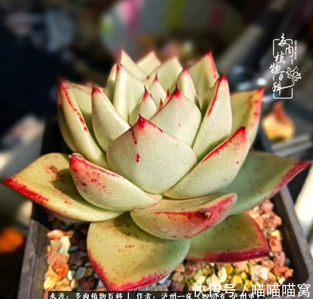 今日阳光正好怎能浪费?多肉美照拍拍拍!