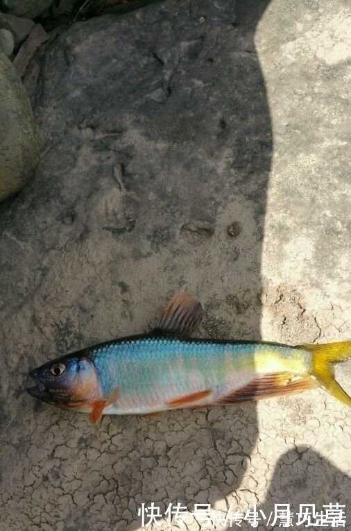 河道禁采砂后,一群桃花鱼迅速繁殖,数量极多,这是什么鱼