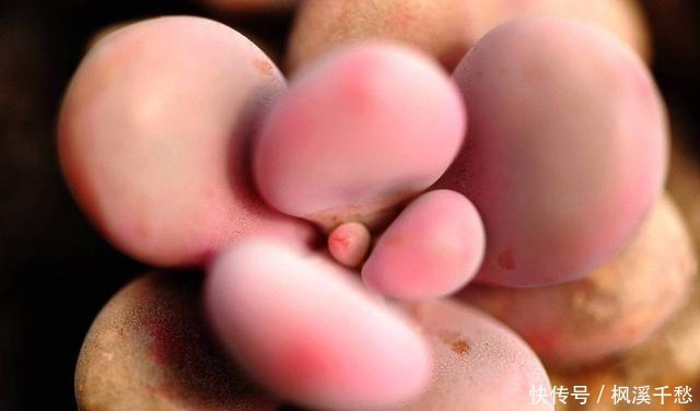 多肉植物桃蛋有“3怕”,避开了才能养出绝美状态!