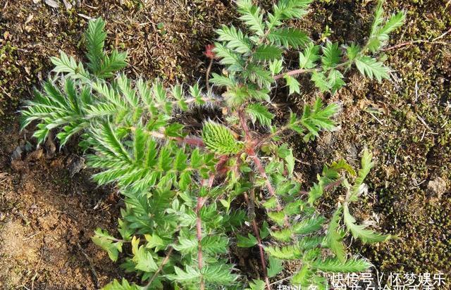 农村常见的野生植物，农村娃视其为零食，殊不知可以入药