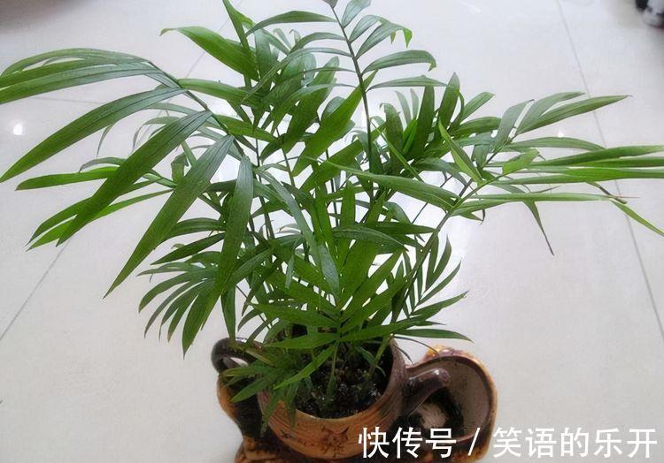 农历10月2日霜降后,养什么花?以下3种花,平安顺利幸福快乐