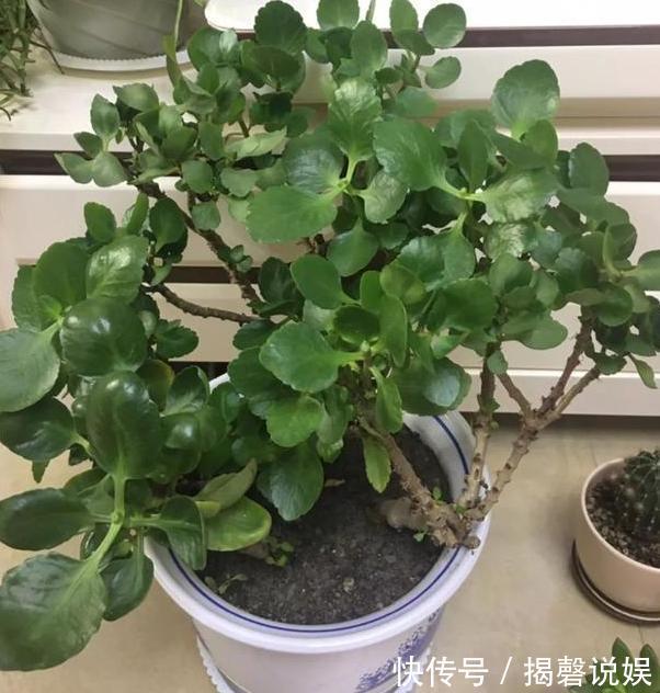 新人养花想得心应手,需注重3个小技巧,掌握到位养啥花都不难