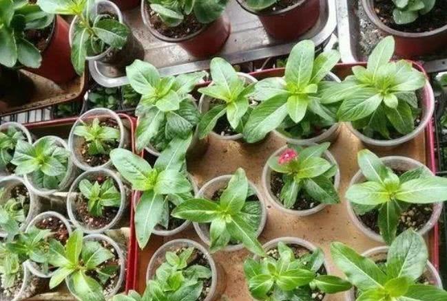 五种漂亮的花,可以趁热天繁殖小苗,温度高更利于生根