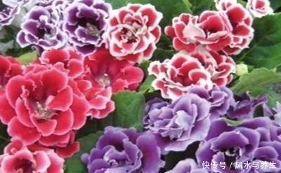 这花超耐阴,比牡丹月季还好看,一片叶子插八盆,开起花来从不停!