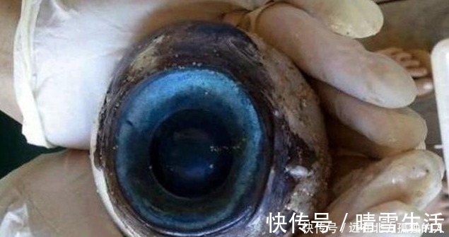咖喱|有人在海边捡到钻石,更有人在海边捡到红宝石戒指