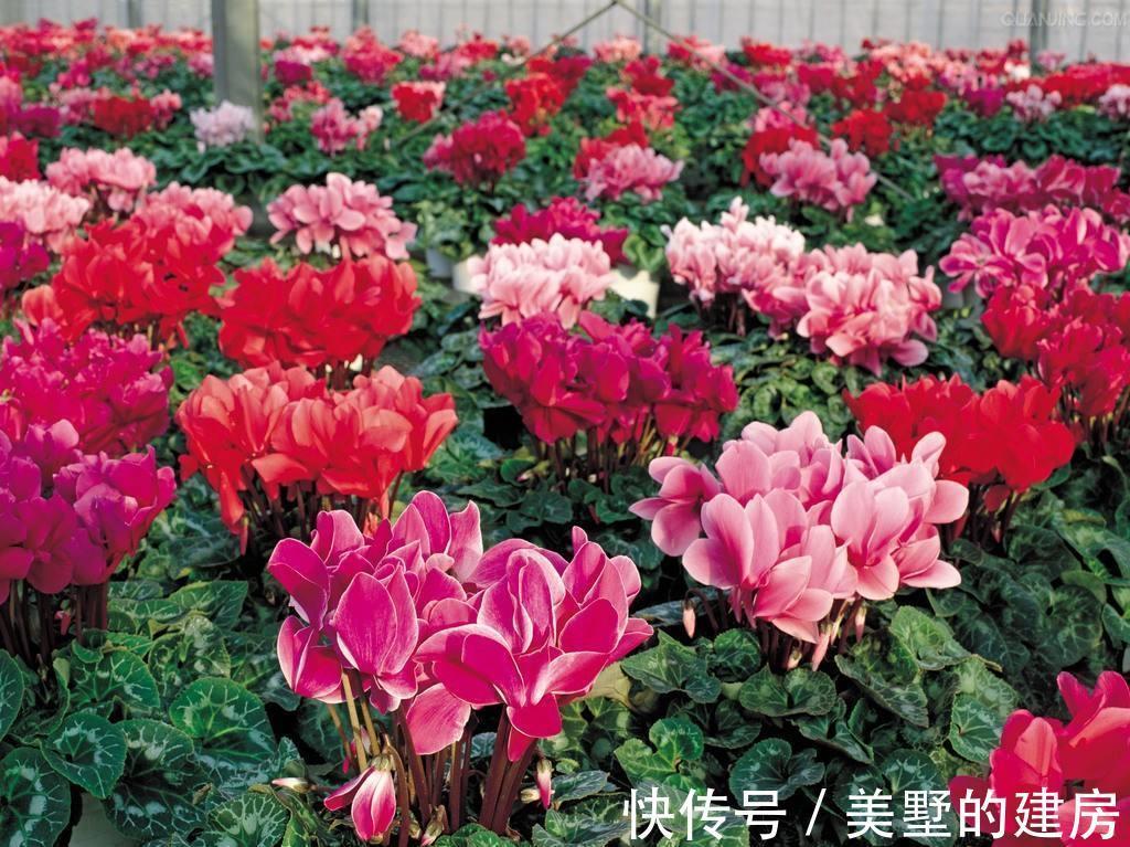 修剪|6种“漂亮花”,开完花别修剪,长满黑种子,第二年有惊喜