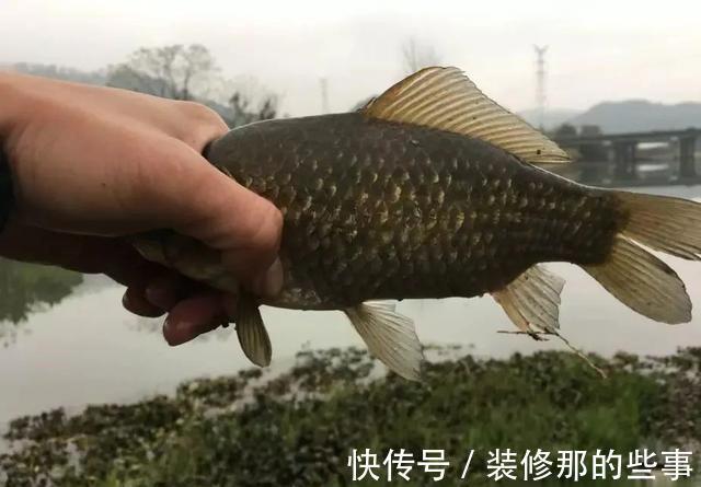 添加剂|酒米的颜色会影响鱼咬钩?实战告诉你什么样的酒米最招鱼