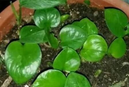 花卉|过期的3种“药片”千万别扔,养花都是“宝”,邻居后悔知道晚