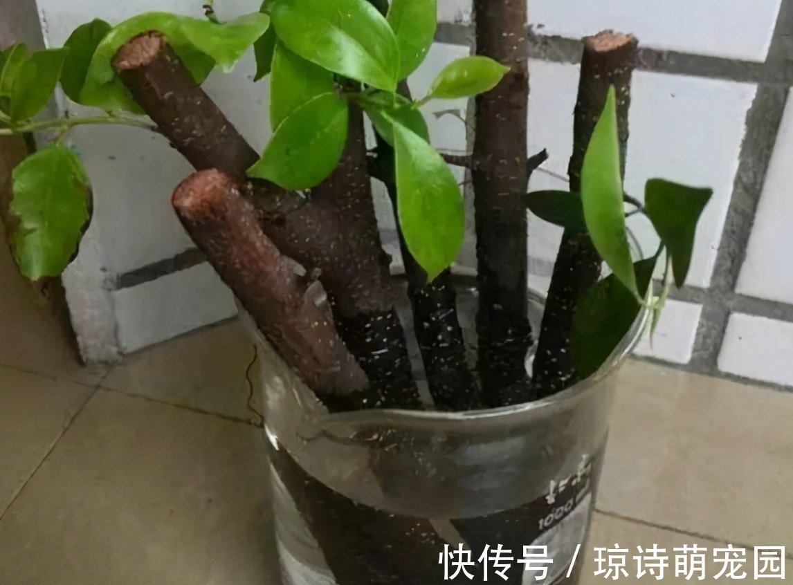 别花钱买生根水给植物泡了,拿这些代替,既有趣又实用