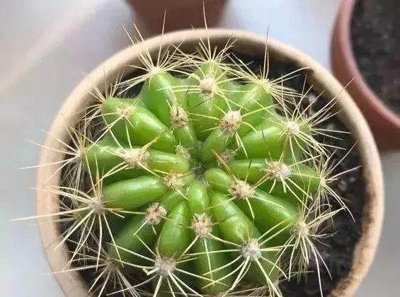 这些花草不要往叶面上喷水，否则只剩下花盆