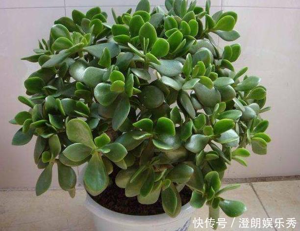 橡皮树|养这4种花太省心,丢阳台不管,就能轻松长爆盆,想养死都难