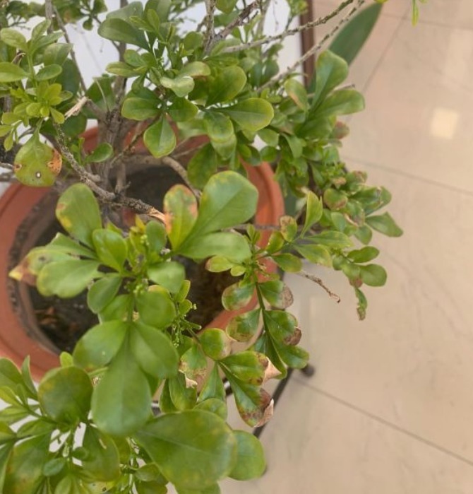 家养“6种花”，抓紧搬进屋，可保证后期生长顺利，芳香四溢