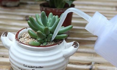 多肉植物能不能放到阳光下养为什么？