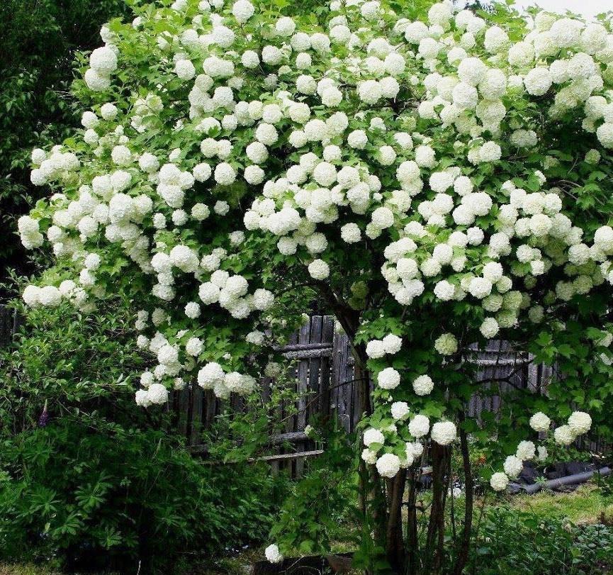 庭院里养“四种花”,漂亮大气又好养,三季有花四季有景