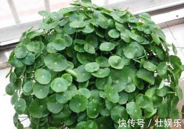 养绿萝、铜钱草,学会关键1招,叶子油绿长得旺,呼呼爆成绿瀑布