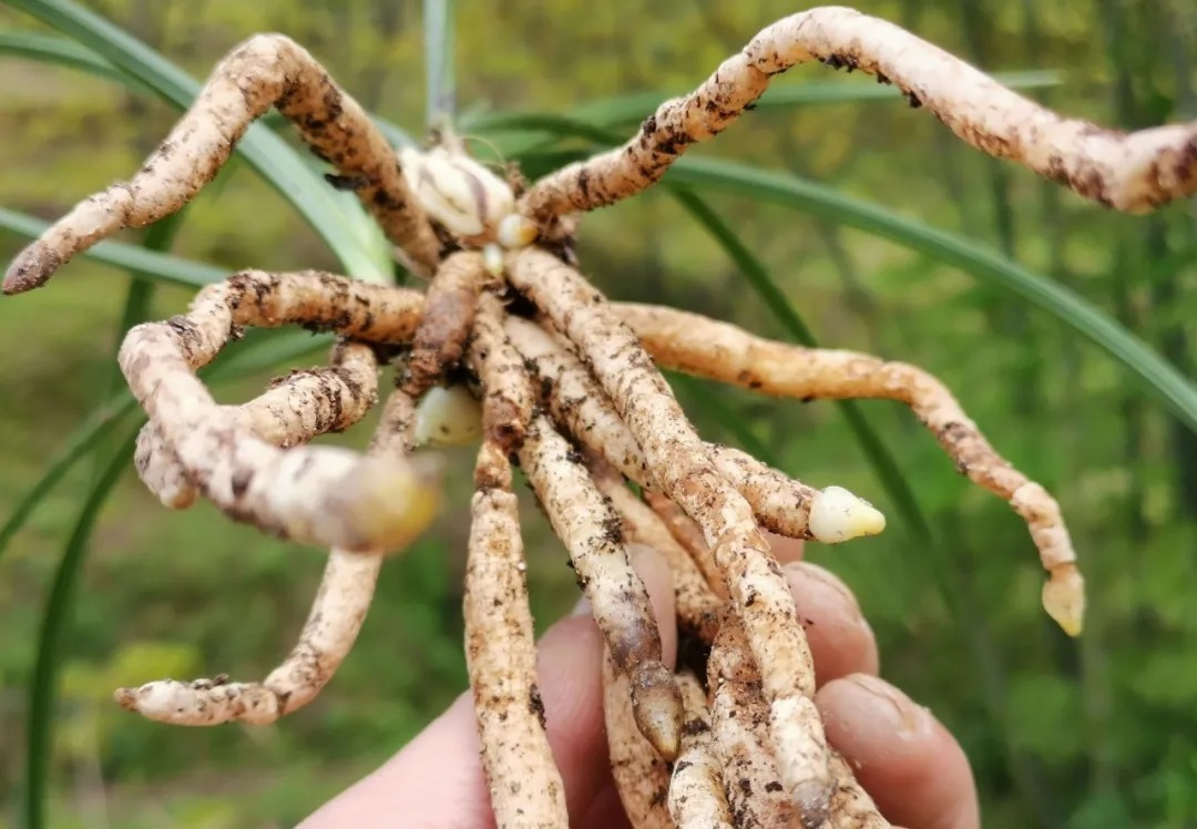 蕙兰|春兰、蕙兰这样种植,4年不翻盆,也从没发现烂根