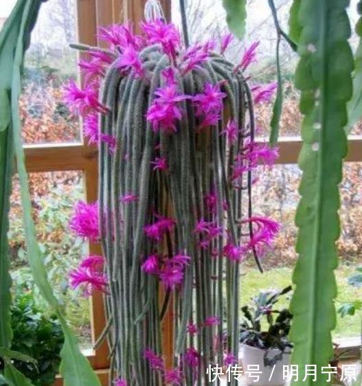 一种心情|人养花,花也养人,4种花净化空气,养在阳台,轻松开成花海