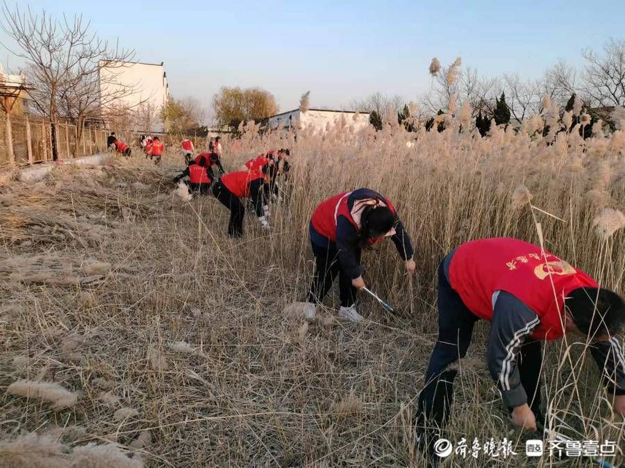 刘霞|文汇街道共建社区：开展情暖冬日割芦苇志愿服务活动