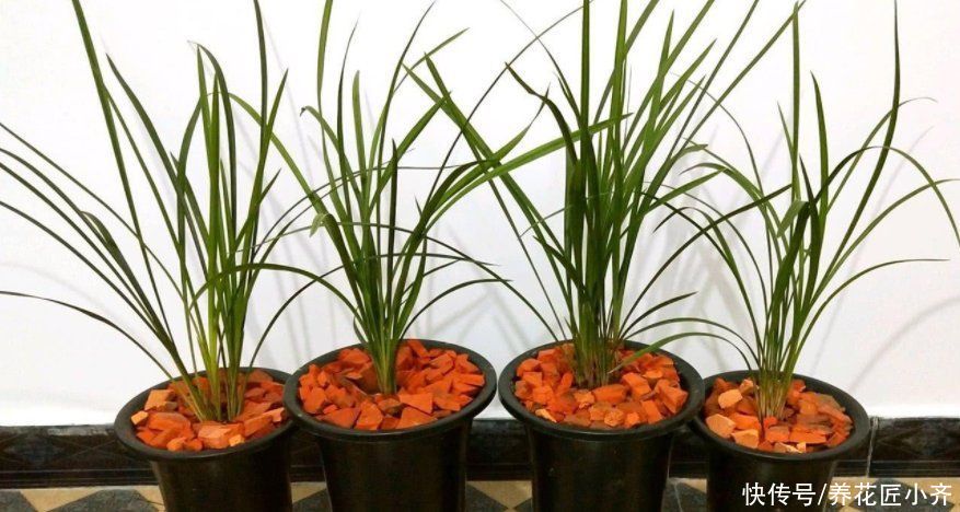 四月兰花发芽关键期,它有“四怕”,想要发芽快又壮,尽量不要做