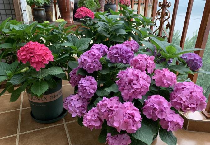 修剪|7月里绣球不修剪,耽误开花一整年,剪的越狠,开花越稳