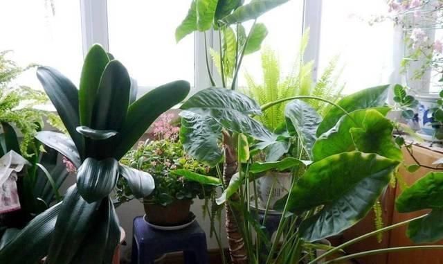 植物|如果你经常这样浇花那你一辈子也养不好花种什么都不旺