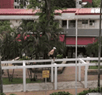 |搞笑GIF:锁骨窝里能养鱼,这身材才算是厉害啊