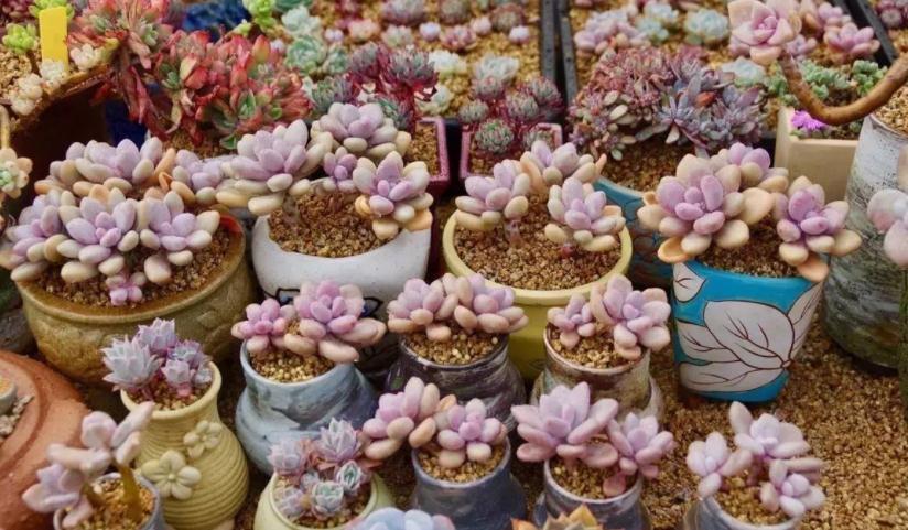遵循这3大规则,冬天养多肉,家庭盆栽才不会出问题
