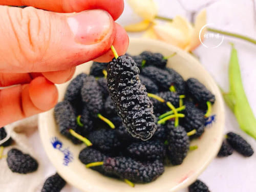 自动|58岁果农说:洗桑葚时,放盐只对了一半,加点它,虫卵自动跑出来