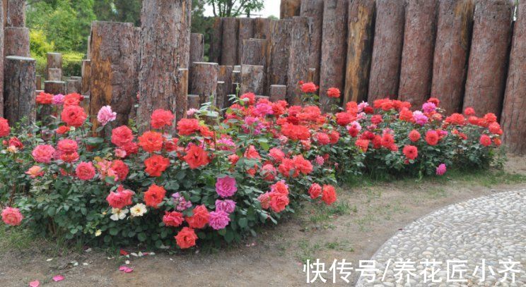 漂亮|适合庭院养的4种花，夏天冬天都不怕，开花漂亮，南北方都能种