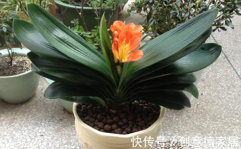 10月养君子兰,“6要素”要合理,适当冻一冻,整齐挺拔开花美