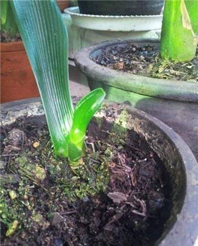 3种“招财花”,不用花钱买,掐个叶扔土里,一年长10盆,发财