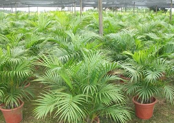 养护|散尾葵养护并不难,做好这四点最关键,四季常青茂密