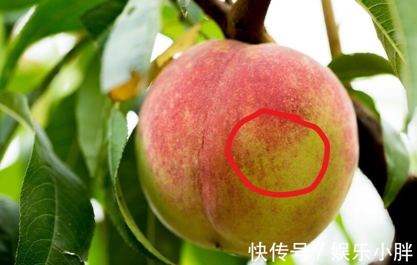 准能|夏天桃子的挑选方法,记住5点,准能买到好吃的桃子